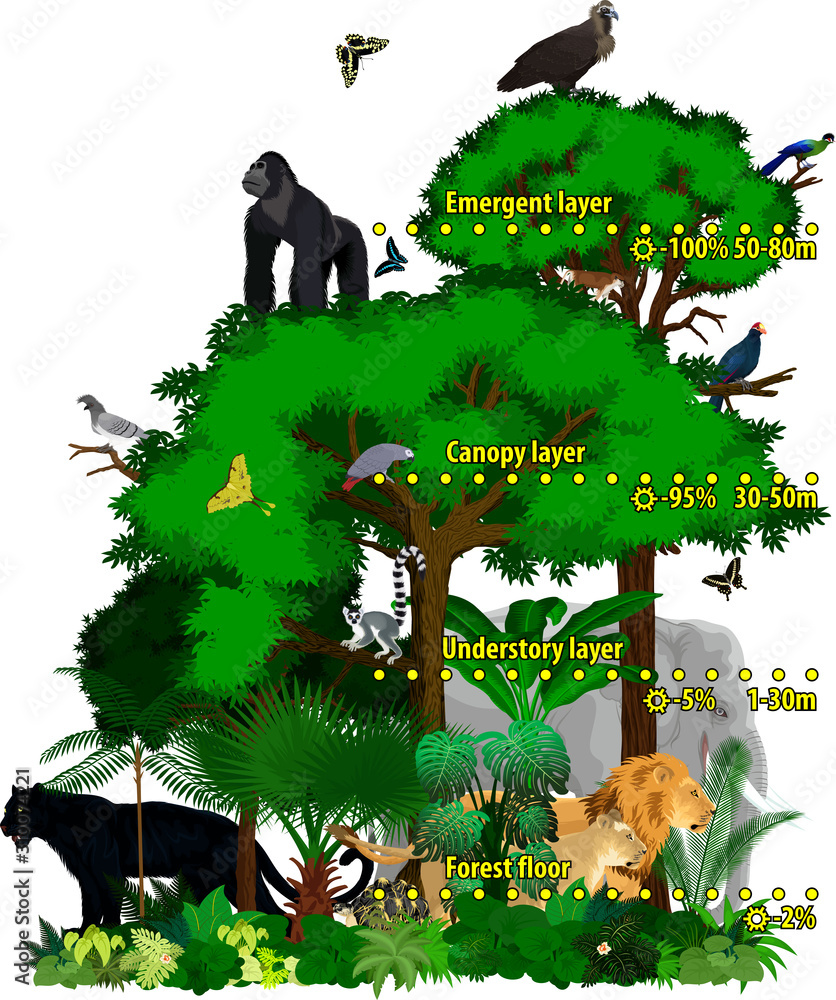 Rainforest Understory Layer Animals