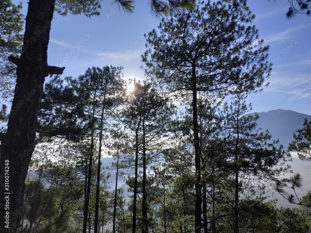 Obraz premium trees in the forest