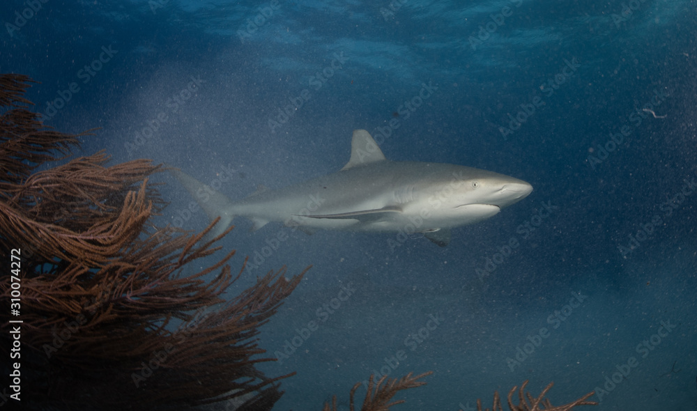 Fototapeta premium Reef and Lemon sharks at Tiger Beach, Bahamas