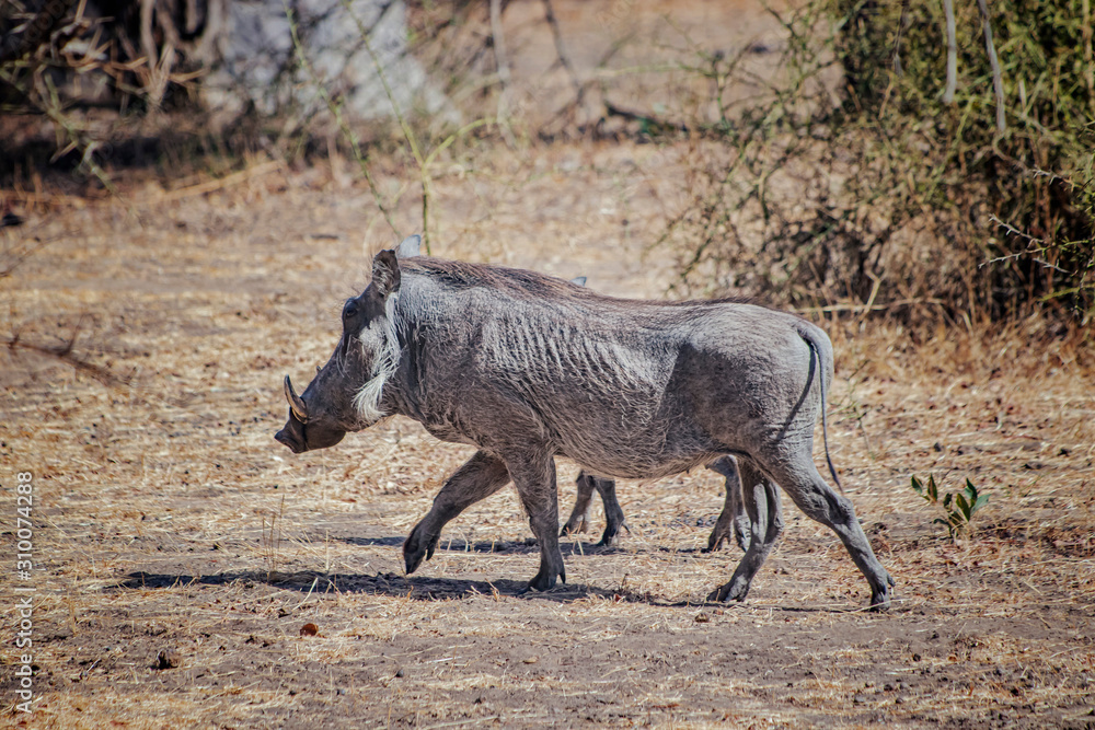 Warthog , Phacochoerus aethiopicus is running along a dirt road for safari in Bandia reserve, Senegal. It is a wildlife photo from Africa. Warthog , Phacochoerus aethiopicus is running along a dirt road for safari in Bandia reserve, Senegal. It is a wildlife photo from Africa.