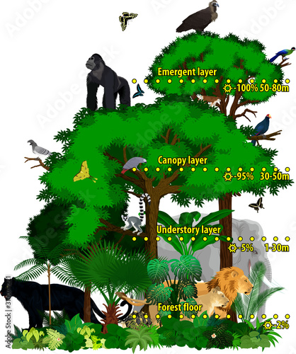 Rainforest african jungle layers vector illustration. Vector Green Tropical Forest jungle with lions, gorilla, griffon, panther, elephant and turaco