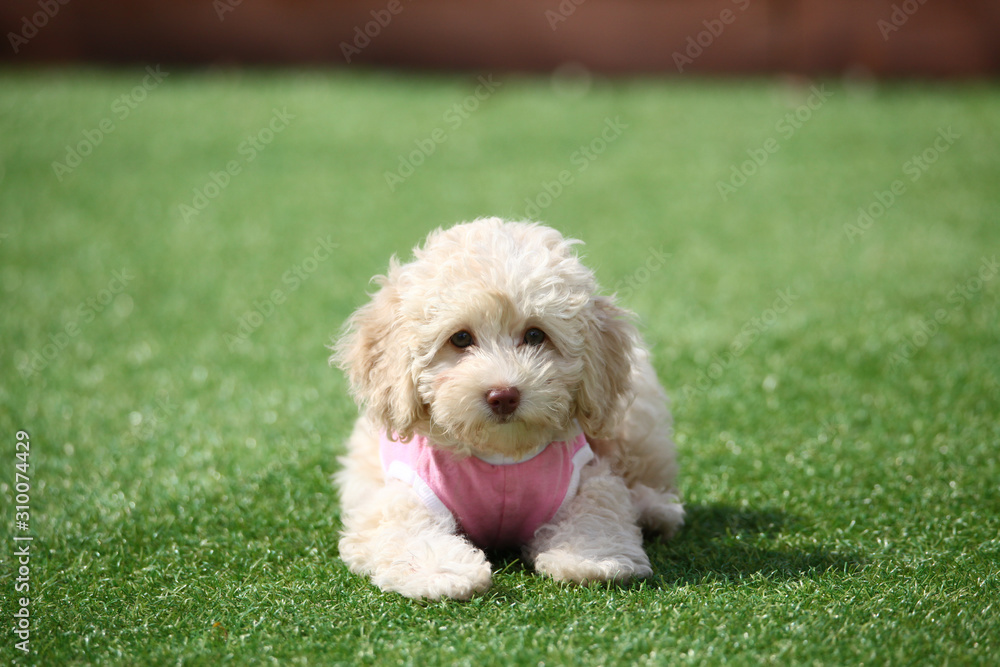 Happy puppies in a private playground