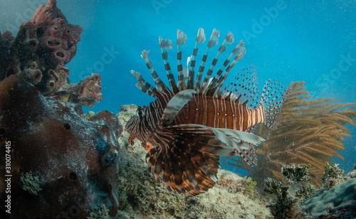 Tropical fish in the Bahamas over a coral reef