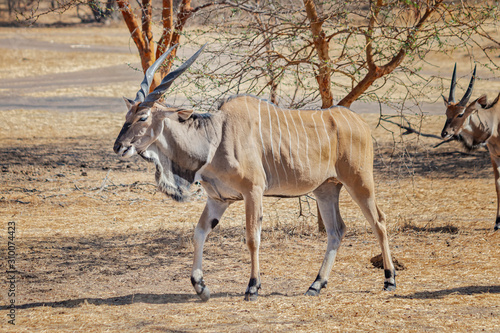 Close up photo of Giant eland, also known as the Lord Derby eland in the Bandia Reserve, Senegal. It is wildilfe photo of animal in Africa. It is the largest species of antelope. photo