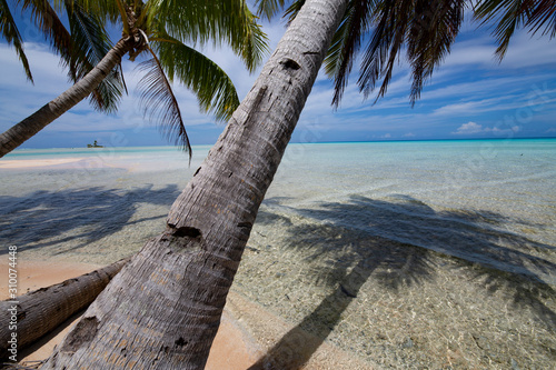 coconut tree on the pink beach photo