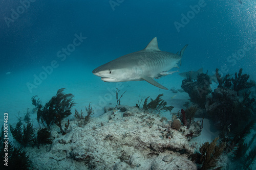 Tiger sharks at Tiger Beach, Bahamas © Drew