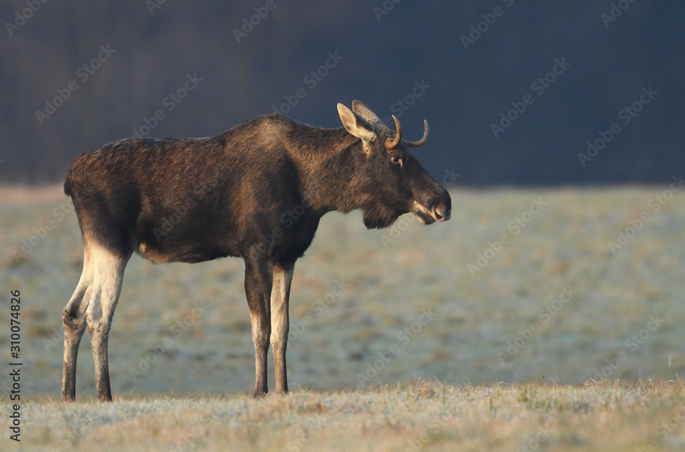 Elk / Moose (Alces alces) close up Elk / Moose (Alces alces) close up