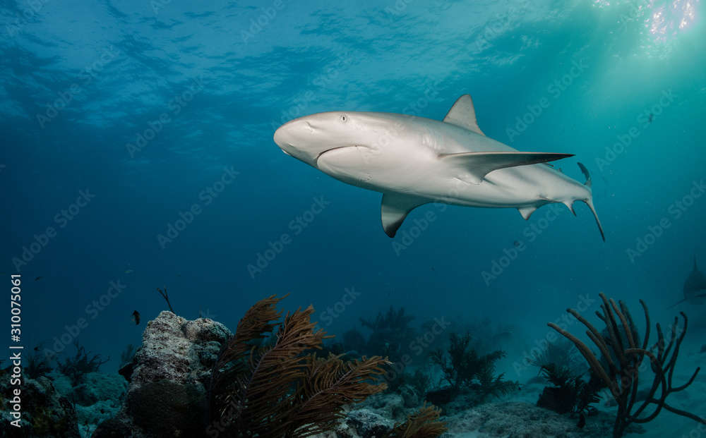 Fototapeta premium Reef and Lemon sharks at Tiger Beach, Bahamas