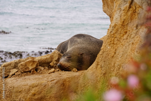 sleeping seal by rocks