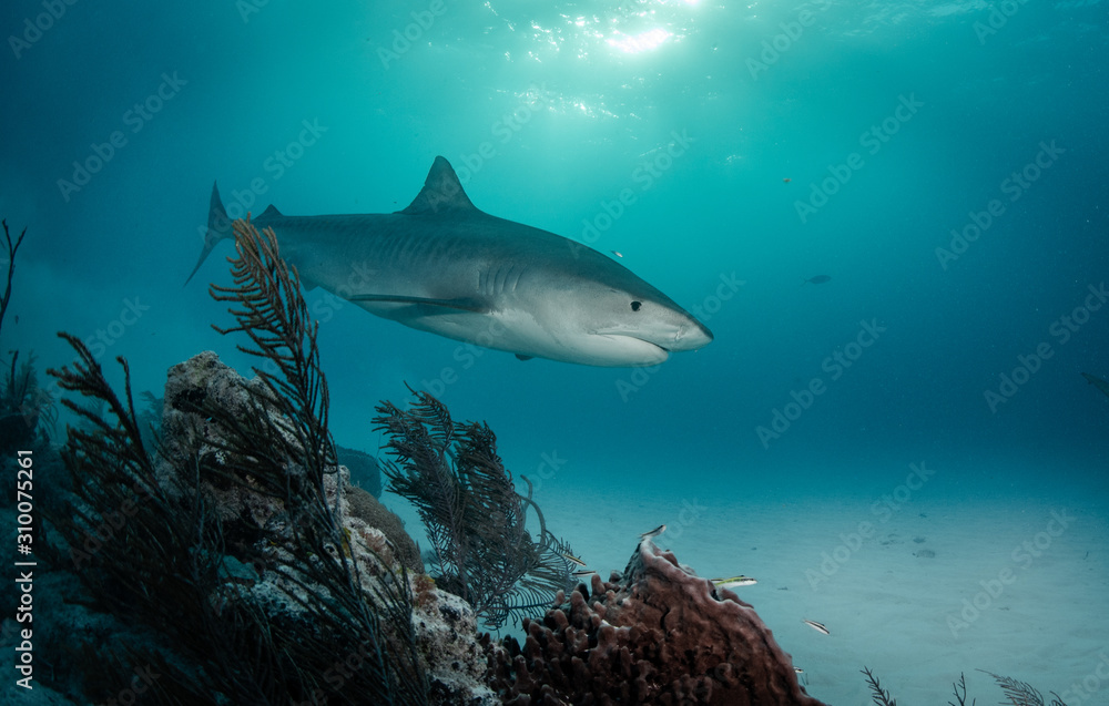 Fototapeta premium Tiger sharks at Tiger Beach, Bahamas
