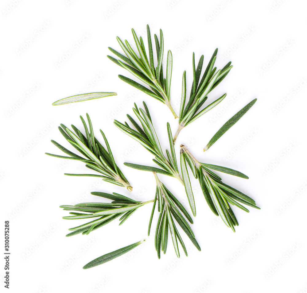 Fototapeta premium Rozmaryn na białym tle