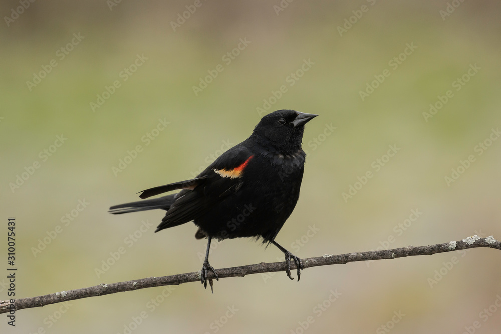 Red-winged blackbird, Reeds Lake, Grand Rapids, Michigan Red-winged blackbird, Reeds Lake, Grand Rapids, Michigan