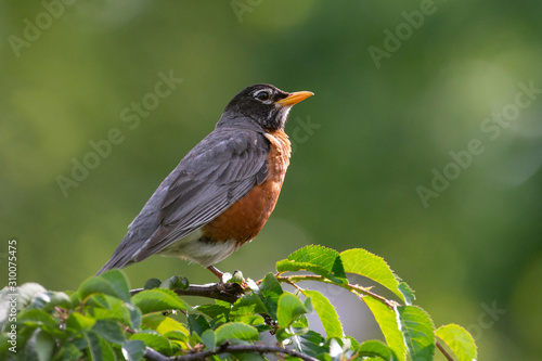 American Robin