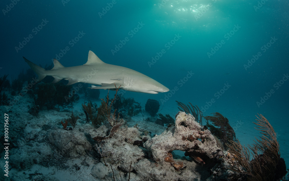 Fototapeta premium Reef and Lemon sharks at Tiger Beach, Bahamas