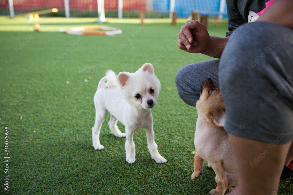 Happy puppies in a private playground Happy puppies in a private playground