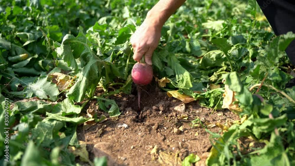 Farmer harvesting radish Farmer harvesting radish
