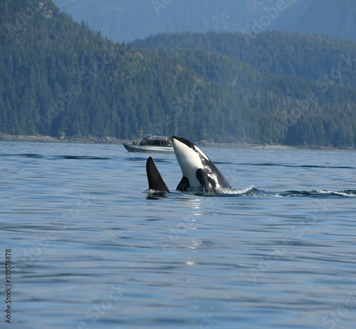 orcas © Mark