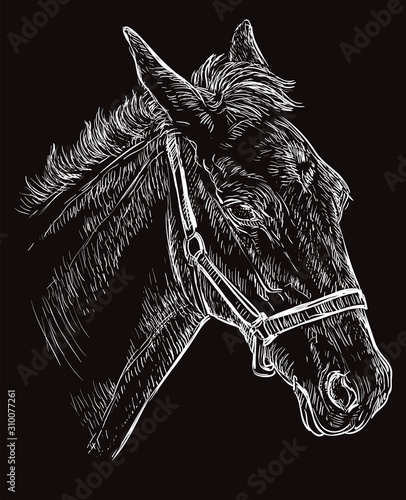 Horse portrait black 26