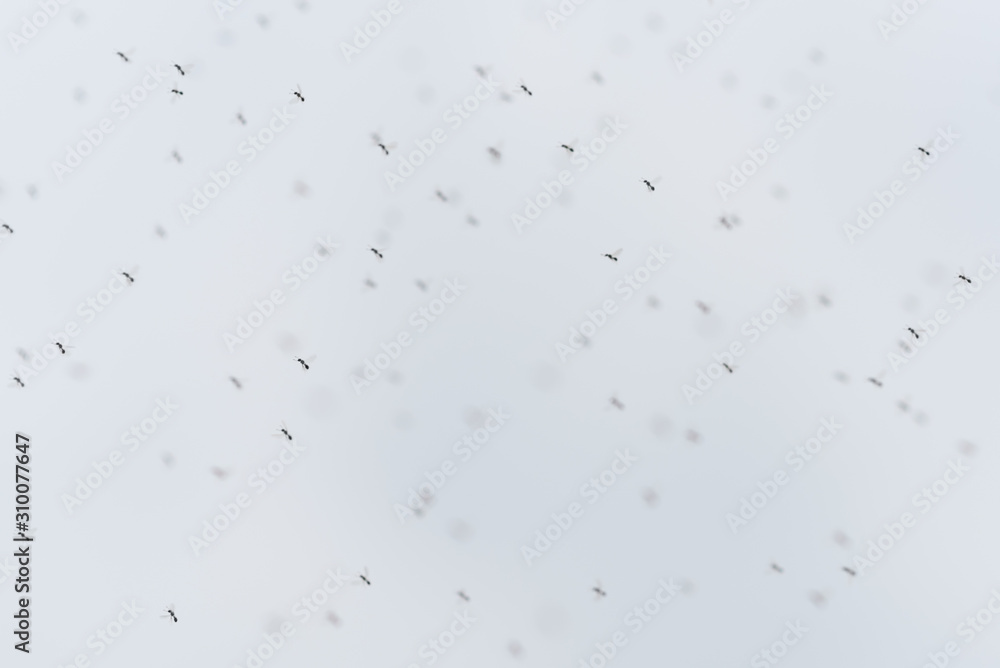 Defocused scene of mass migration of flying ants against the sky. Insects can become pests or invade a new ecosystem as alien species. To stop them, agriculture and pest control use insecticides. Defocused scene of mass migration of flying ants against the sky. Insects can become pests or invade a new ecosystem as alien species. To stop them, agriculture and pest control use insecticides.