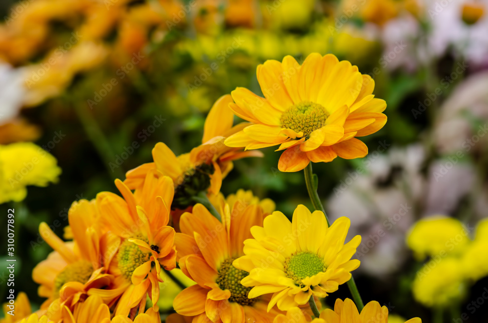 Fototapeta premium Yellow flowers on a blurred background