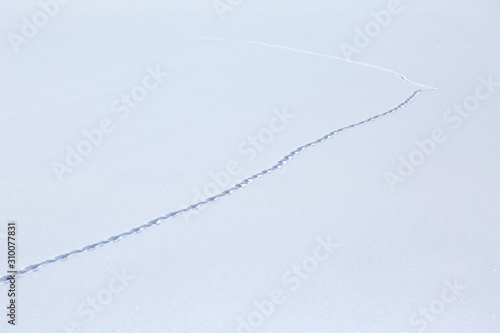 雪原のキタキツネの足跡 