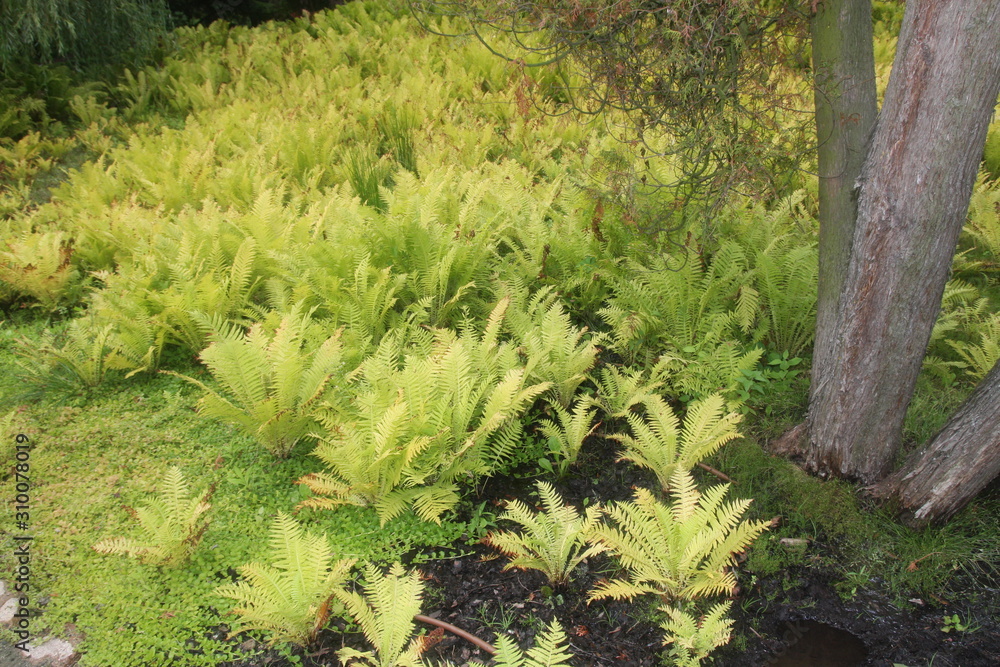 Fototapeta premium Żelazowa Wola