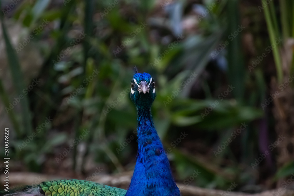 Obraz premium Blue Peacock resting in the shadow