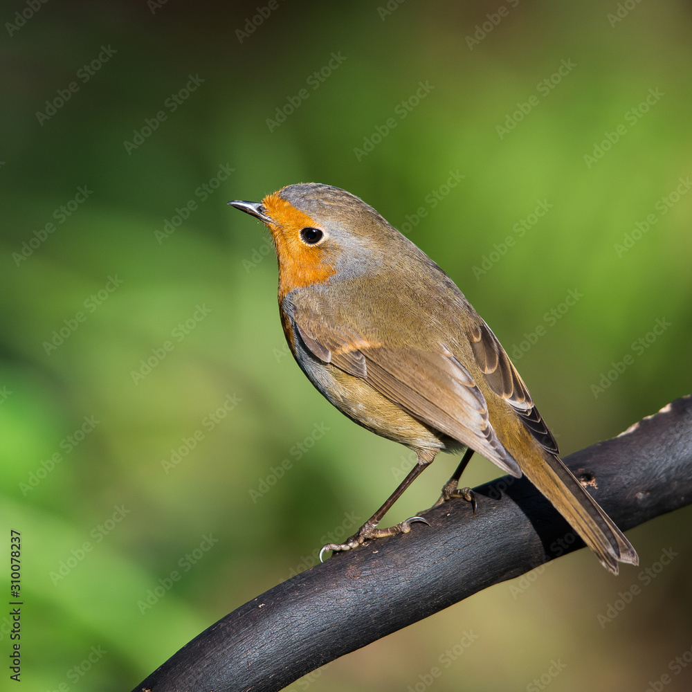 European Robinin in his environment. His Latin name is Erithacus rubecula. European Robinin in his environment. His Latin name is Erithacus rubecula.