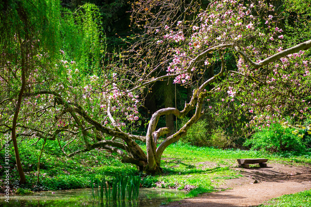 Obraz premium Flowers in the park