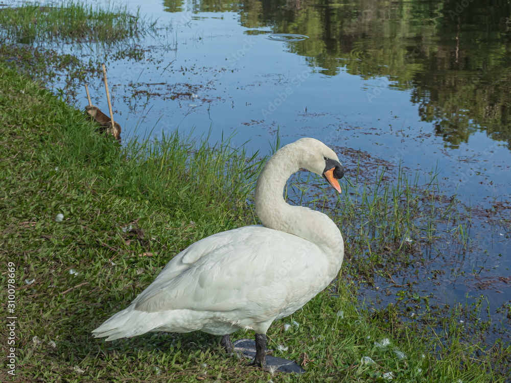 Fototapeta premium white swan with forest background