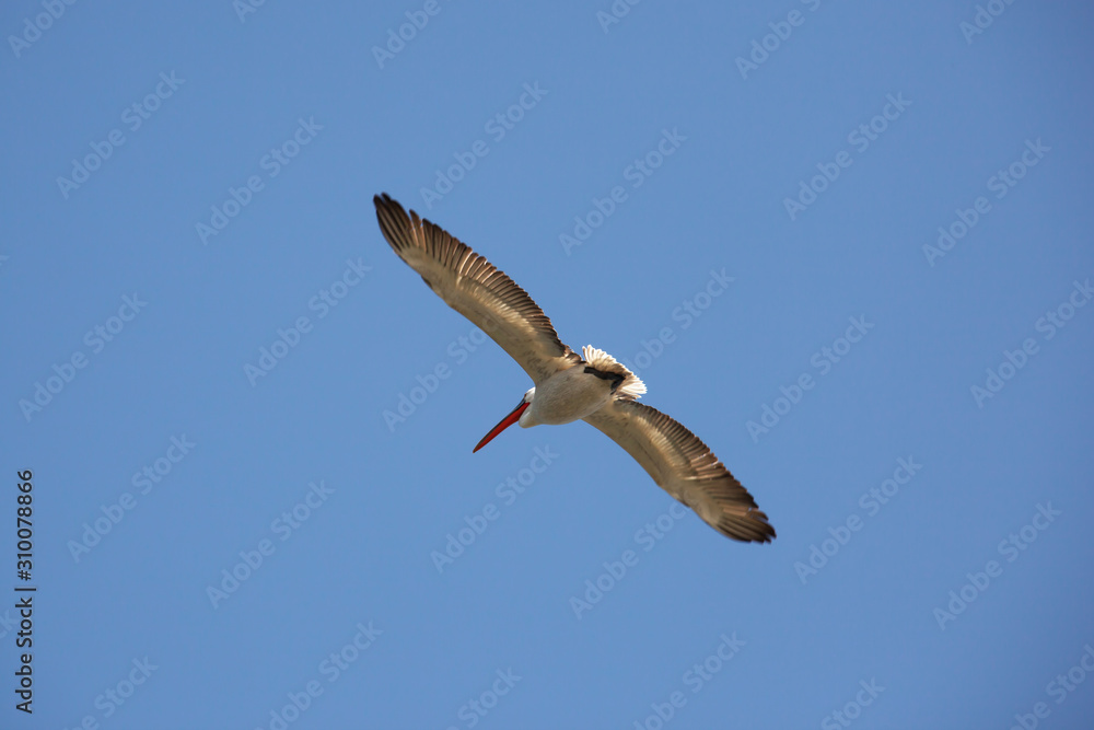 mongolia. flying pelicans in blue sky mongolia. flying pelicans in blue sky