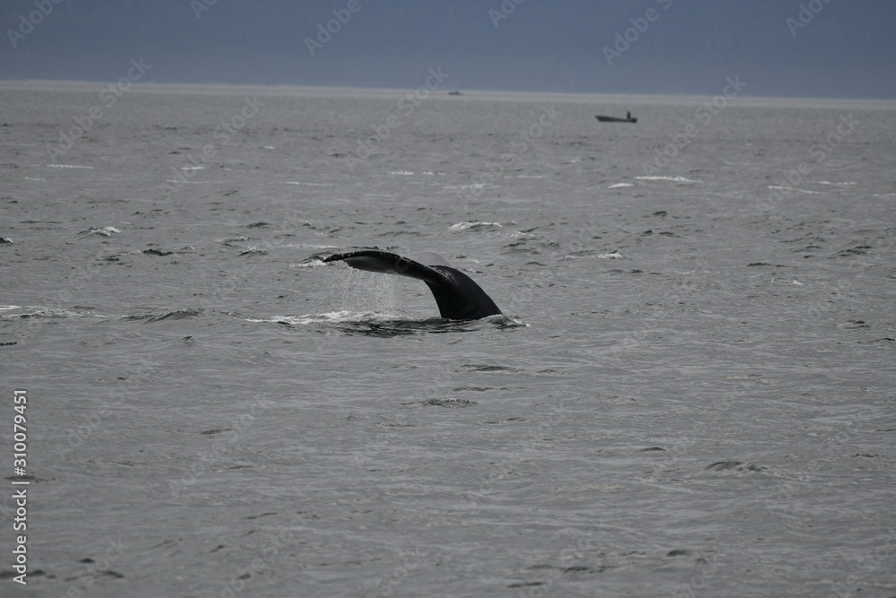 Obraz premium whale tail