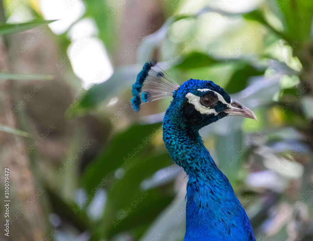 Blue Peacock resting in the shadow Blue Peacock resting in the shadow