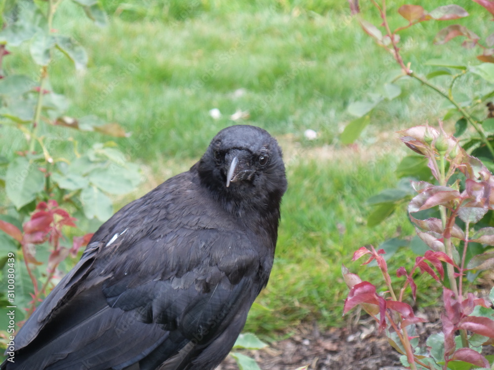 Fototapeta premium Raven