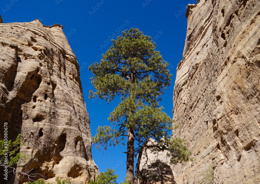 A large pine tree growing between the imposing sandstone walls in the entry of Tent Rocks