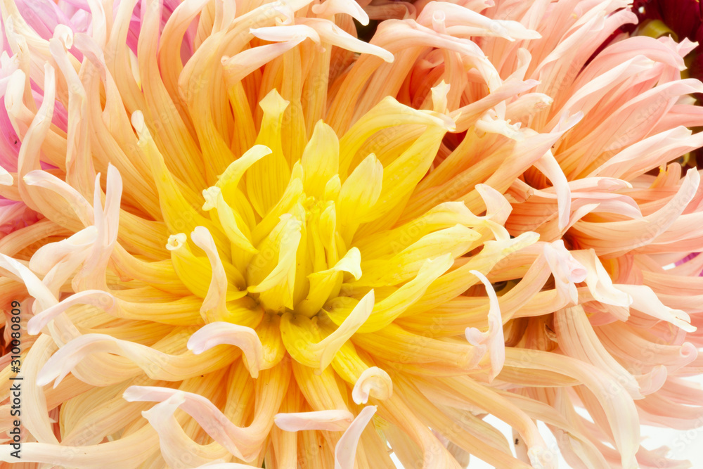 macro view of yellow dahlia petals macro view of yellow dahlia petals