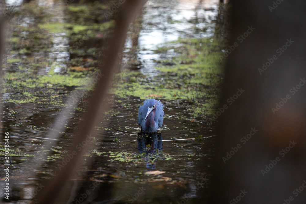 Obraz premium Little Blue Heron 04