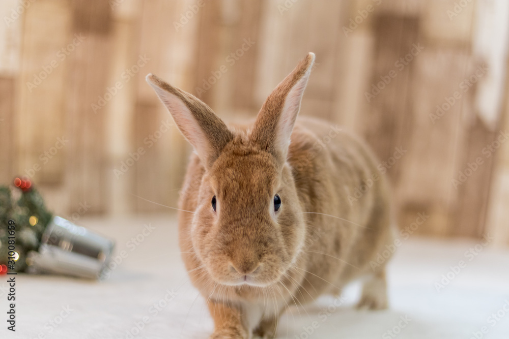 Adorable Rufus Rabbit looks very cute next to small decorated Christmas tree, selective focus