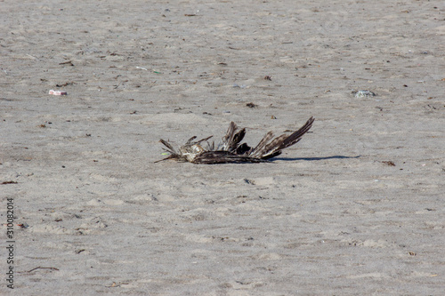                                                          carcas of osprey