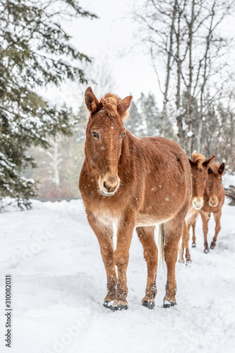 horse in winter © Kory