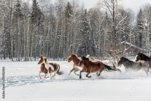 horses in snow © Kory