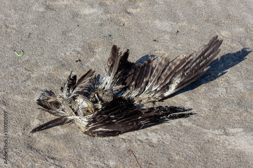                                                 carcass of  a bird  osprey