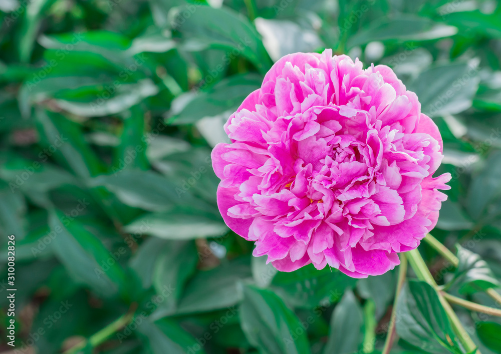 pink flower in the garden