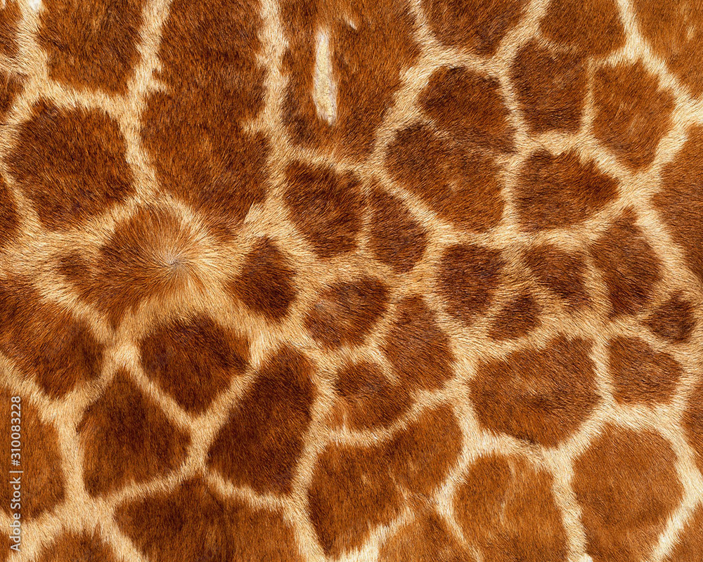 giraffe skin pattern texture repeating monochrome Texture animal prints background