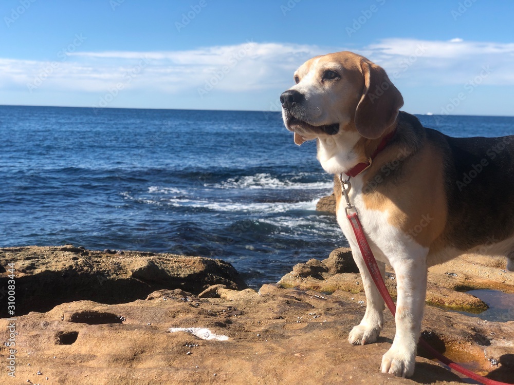 dog on the beach