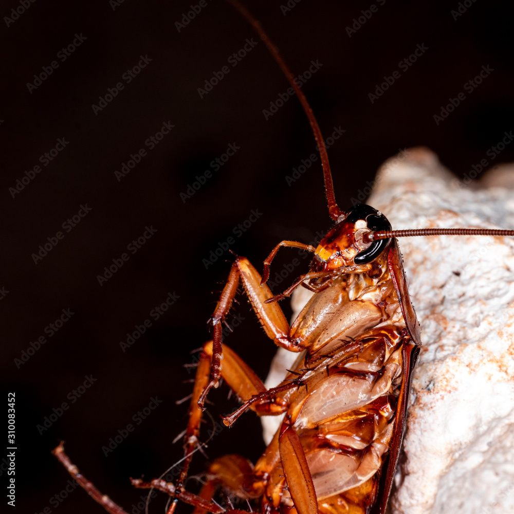 Closeup photo of a cockroach (Periplaneta americana). They transmit ...
