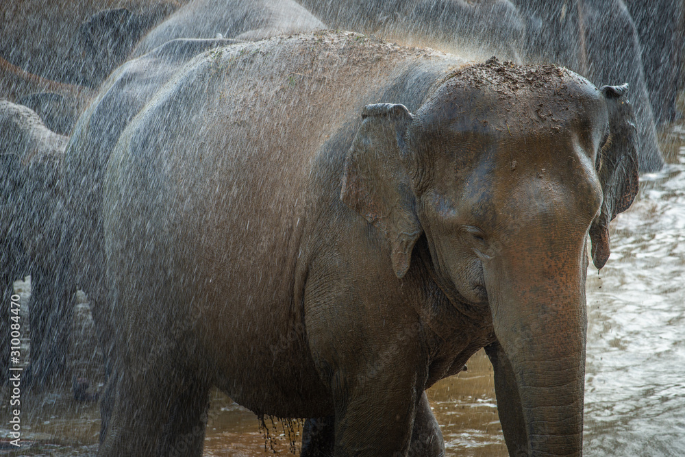 Fototapeta premium Wild Asian elephant bathing in Pinnawala village of Sri Lanka. Pinnawala has the largest herd of captive elephants in the world.