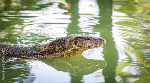 Water Monitor lizard in Bangkok Park  Thailand