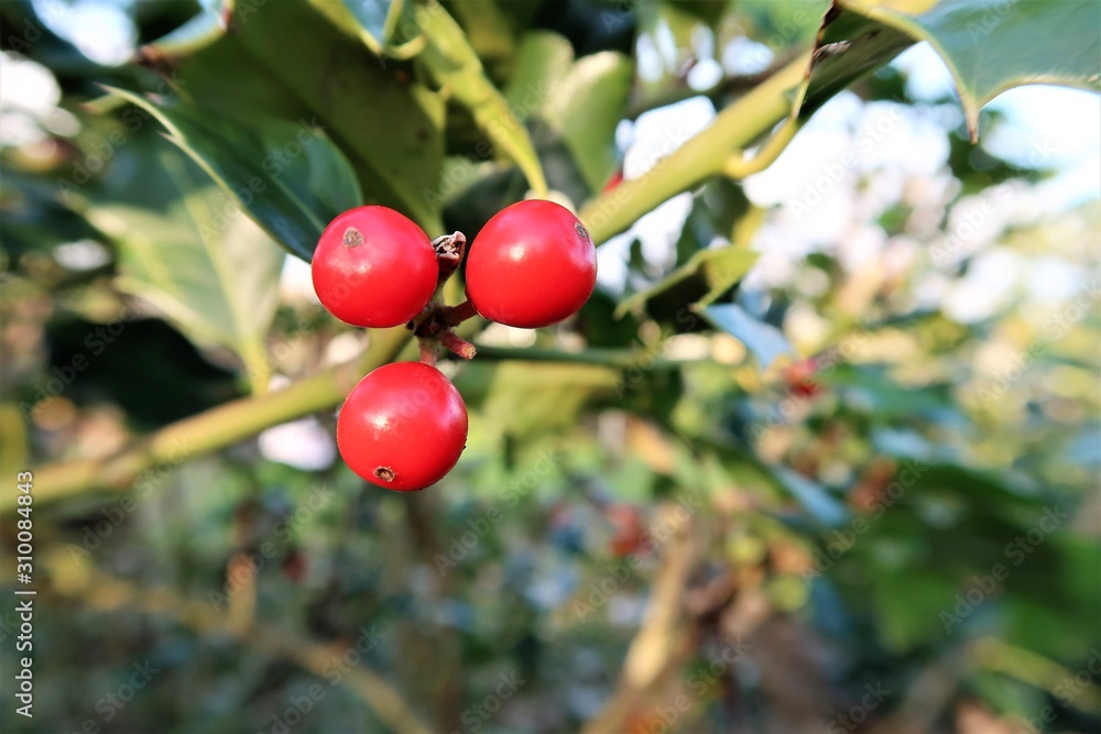 Christmas Holly red berries, Ilex aquifolium plant.