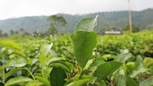 Tea leaves on a tea plantation